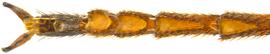   Sirex hispaniola  tarsal pulvillus; photo by H. Goulet, CNC 
